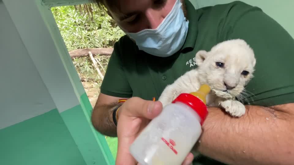 Rare white lion cubs born in the Spanish animal reserve