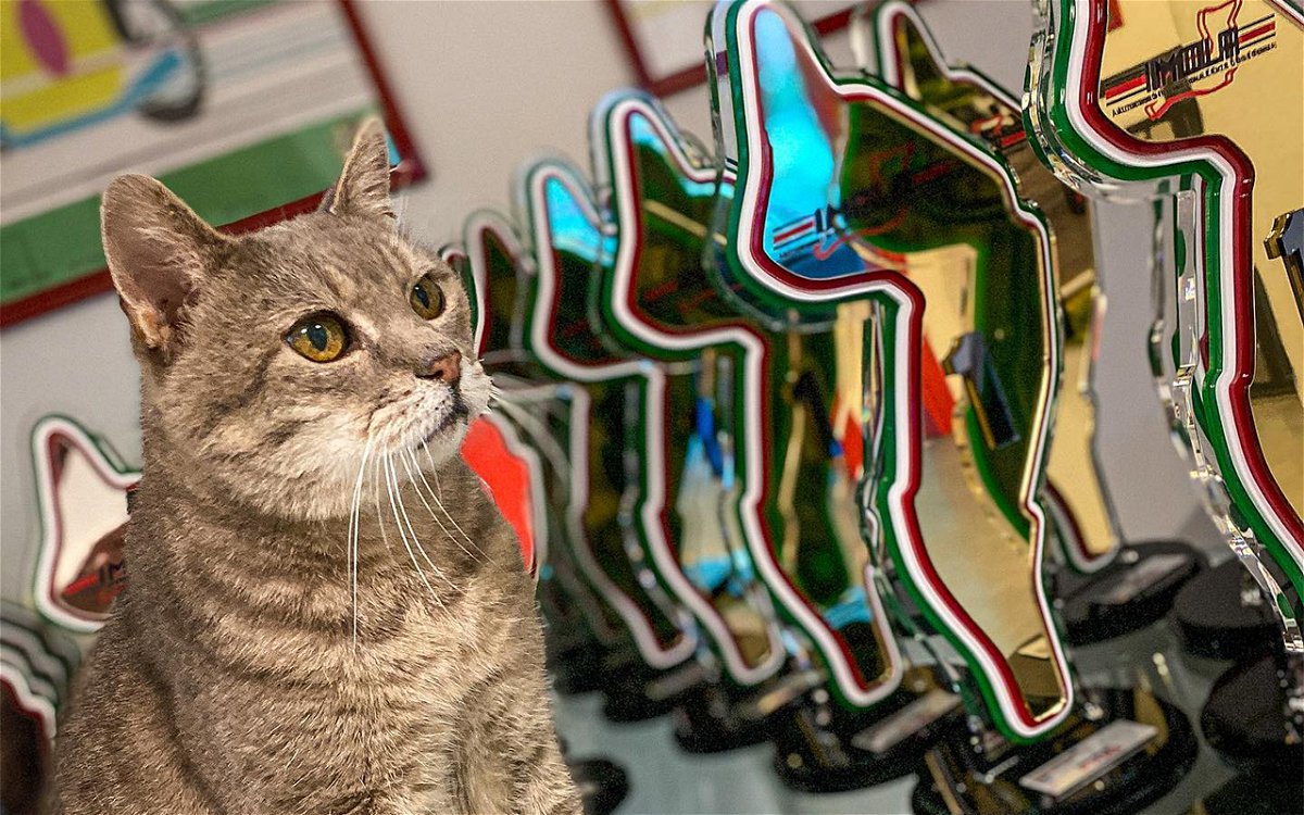 Who Is Formulino- The Lucky F1 Cat at the Imola GP?