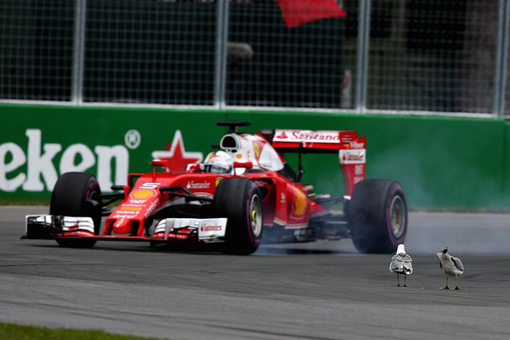 Lewis Hamilton, Sebastian Vettel and the suicidal seagulls at the Canadian Grand Prix