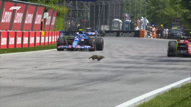 Earlier in the day, a daring groundhog made his way onto the circuit