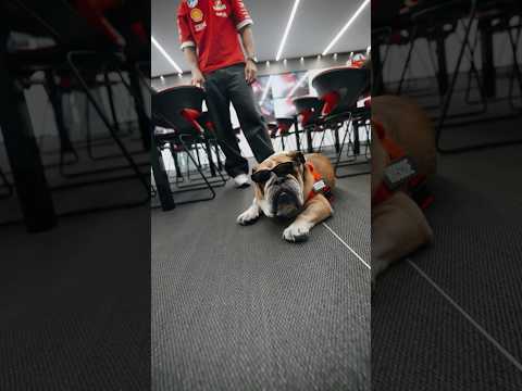 The coolest dog in the paddock just got even cooler 😎#F1Shorts #ScuderiaFerrari