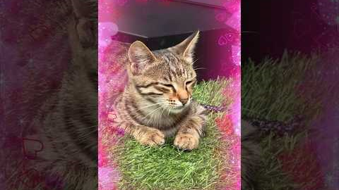 Kitty Antonelli is the star of the Baku F1 paddock 😍😍 #f1 #mercedesf1 #azerbaijangp