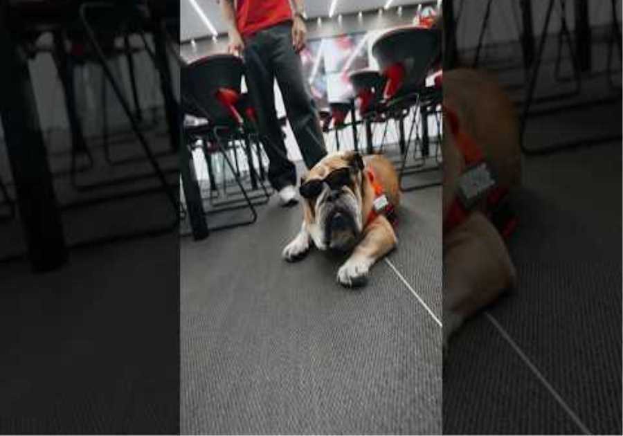 The coolest dog in the paddock just got even cooler 😎#F1Shorts #ScuderiaFerrari