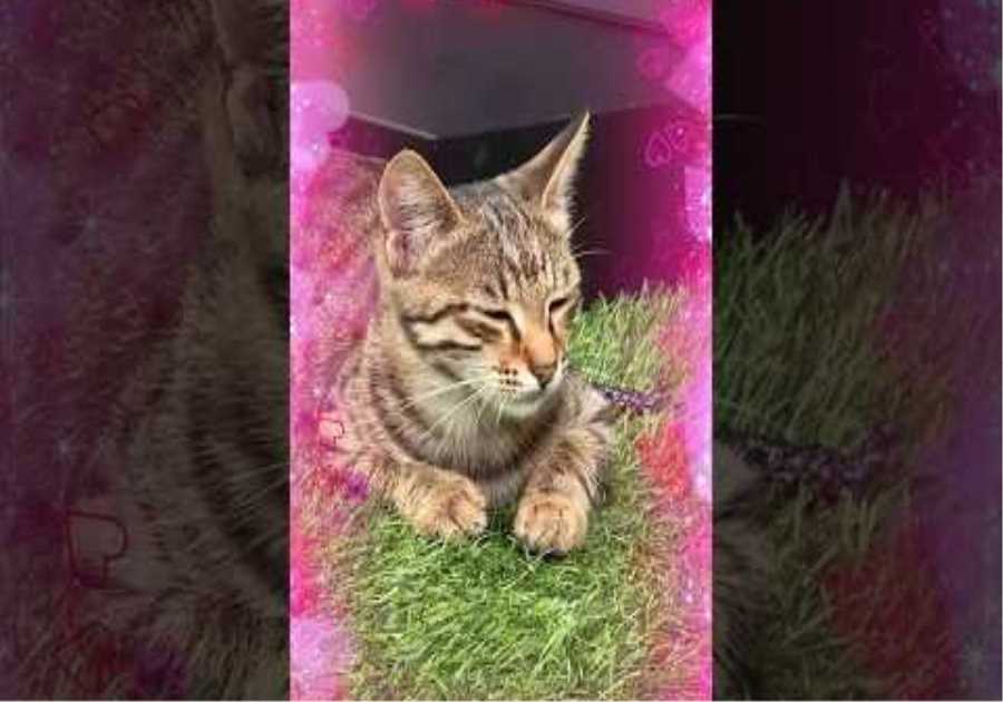 Kitty Antonelli is the star of the Baku F1 paddock 😍😍 #f1 #mercedesf1 #azerbaijangp