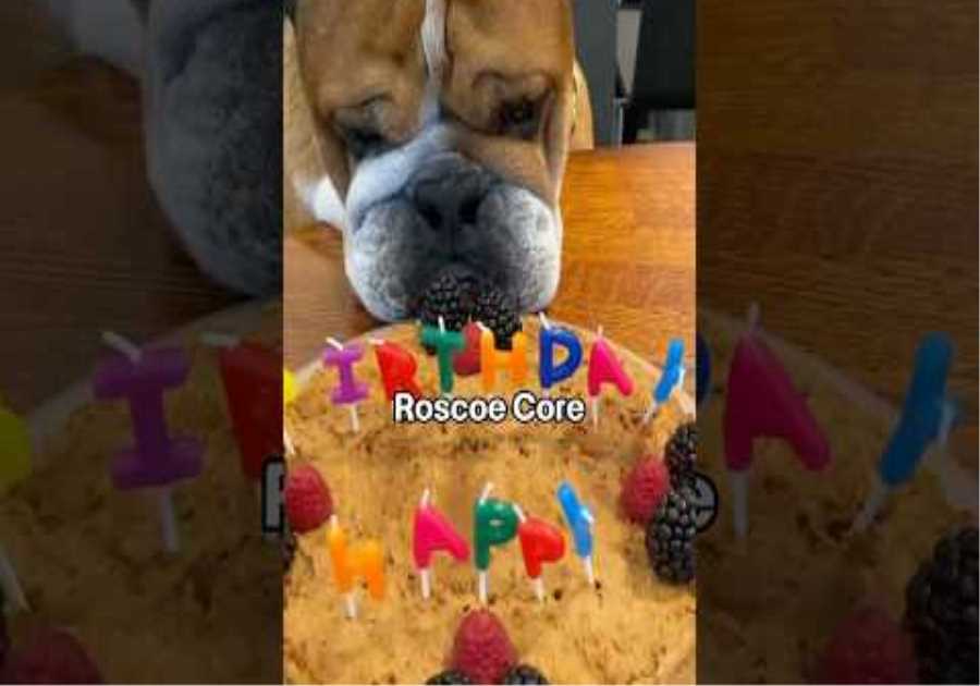 The BESTEST Boy! 🐶🎂 Happy Birthday Roscoe Hamilton