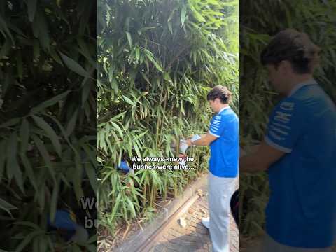 When you’ve been preparing for the Super Bowl for 5 months ✌️ #F1 #F1Shorts