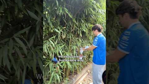 When you’ve been preparing for the Super Bowl for 5 months ✌️ #F1 #F1Shorts